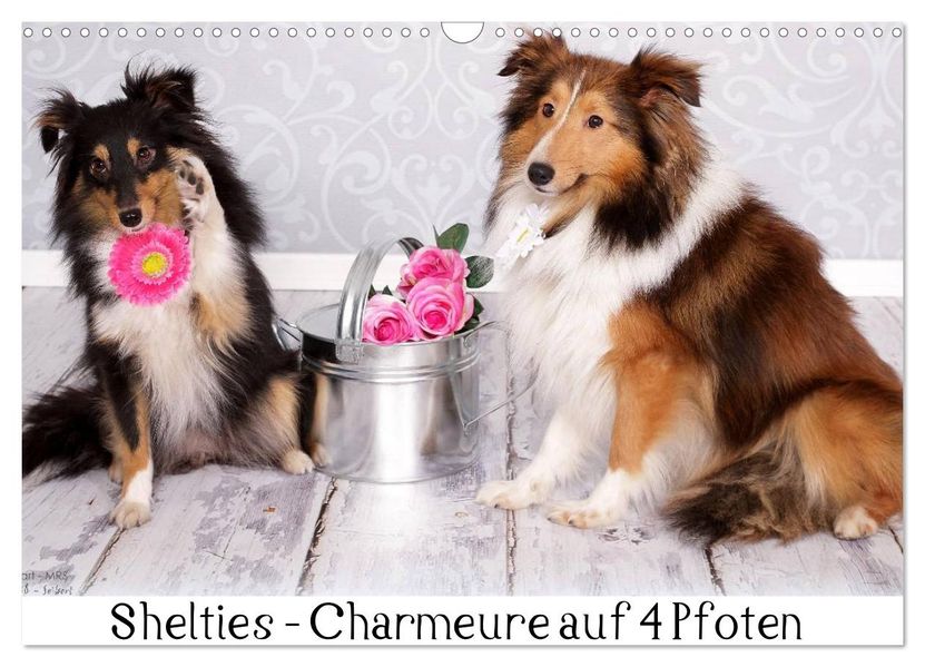 Shelties : Charmeure auf 4 Pfoten (Wandkalender 2026 DIN A3 quer) CALVENDO Monatskalender