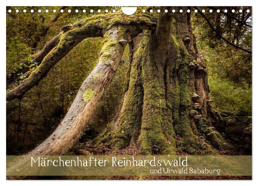 Märchenhafter Reinhardswald und Urwald Sababurg (Wandkalender 2026 DIN A4 quer) CALVENDO Monatskalender