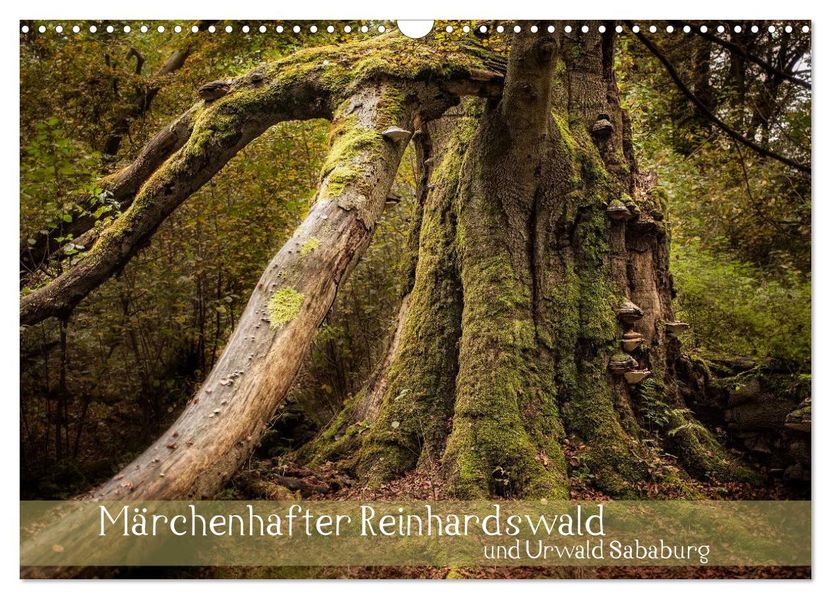 Märchenhafter Reinhardswald und Urwald Sababurg (Wandkalender 2026 DIN A3 quer) CALVENDO Monatskalender