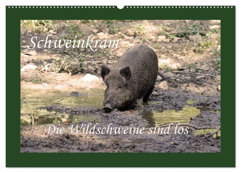 Schweinkram - Die Wildschweine sind los (Wandkalender 2026 DIN A2 quer) CALVENDO Monatskalender