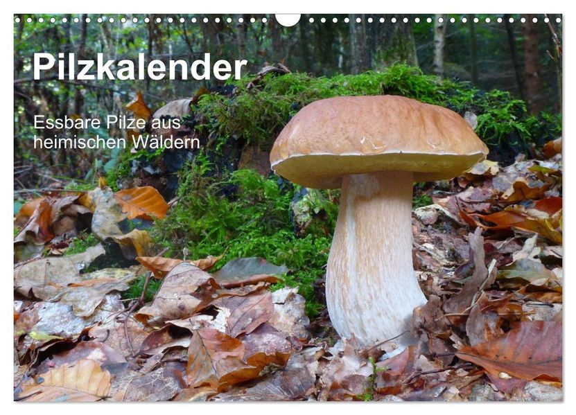 Pilzkalender (Wandkalender 2026 DIN A3 quer) CALVENDO Monatskalender