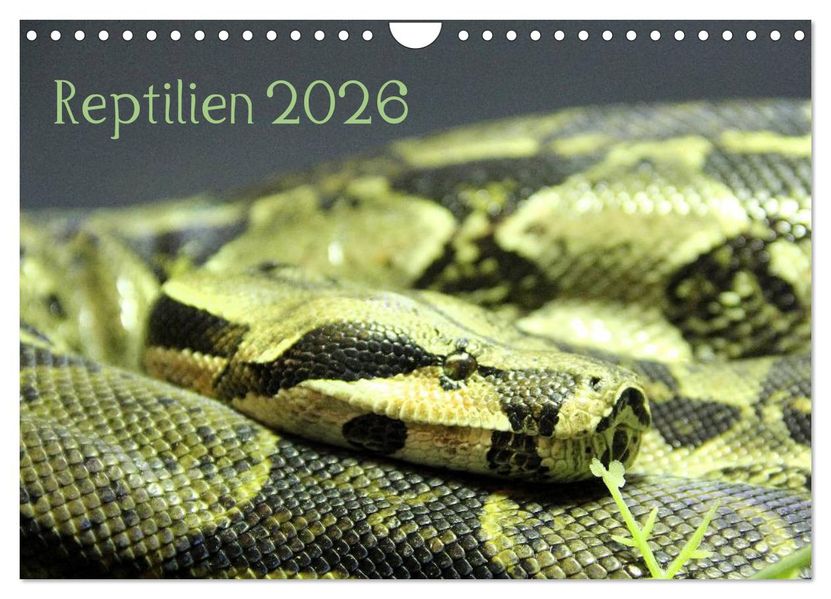 Reptilien 2026 (Wandkalender 2026 DIN A4 quer) CALVENDO Monatskalender