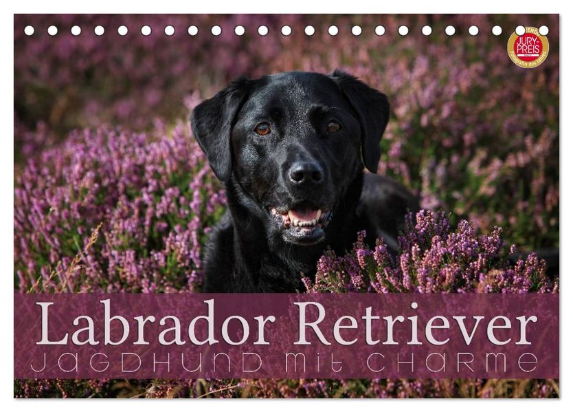 Labrador Retriever - Jagdhund mit Charme (Tischkalender 2026 DIN A5 quer) CALVENDO Monatskalender