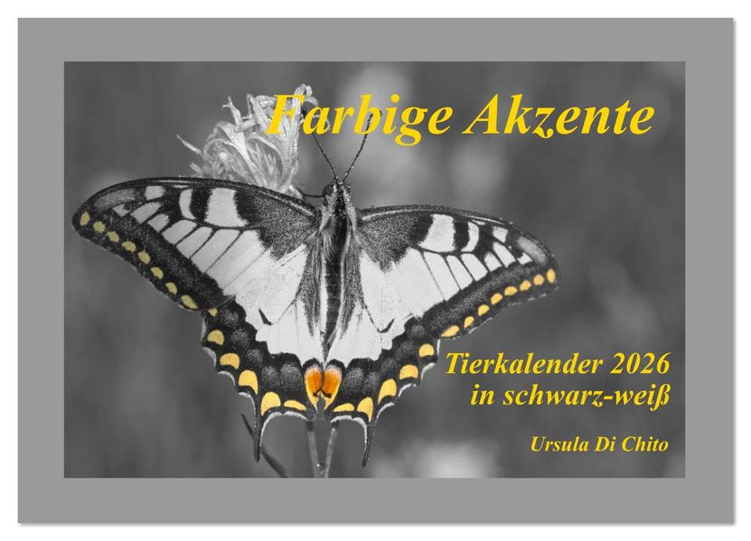 Farbige Akzente - Tierkalender 2026 in schwarz-weiß (Wandkalender 2026 DIN A2 quer) CALVENDO Monatskalender