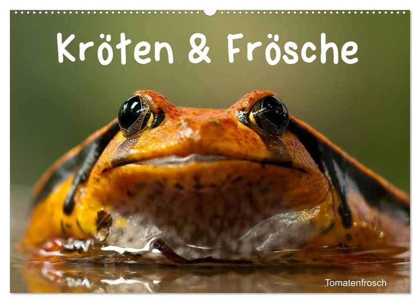 Kröten & Frösche (Wandkalender 2026 DIN A2 quer) CALVENDO Monatskalender