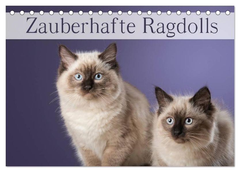 Zauberhafte Ragdolls / Geburtstagskalender (Tischkalender 2026 DIN A5 quer) CALVENDO Monatskalender