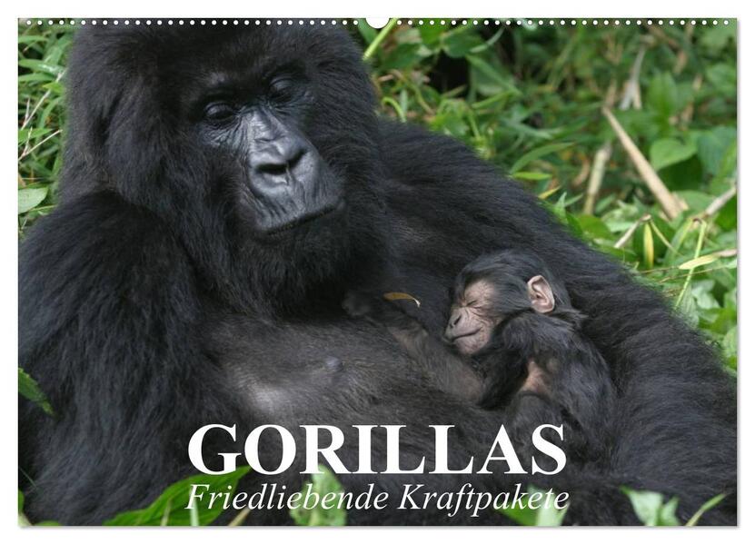 Gorillas. Friedliebende Kraftpakete (Wandkalender 2026 DIN A2 quer) CALVENDO Monatskalender