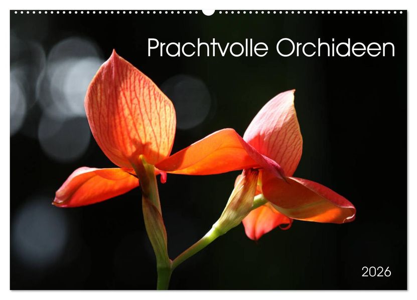 Prachtvolle Orchideen (Wandkalender 2026 DIN A2 quer) CALVENDO Monatskalender