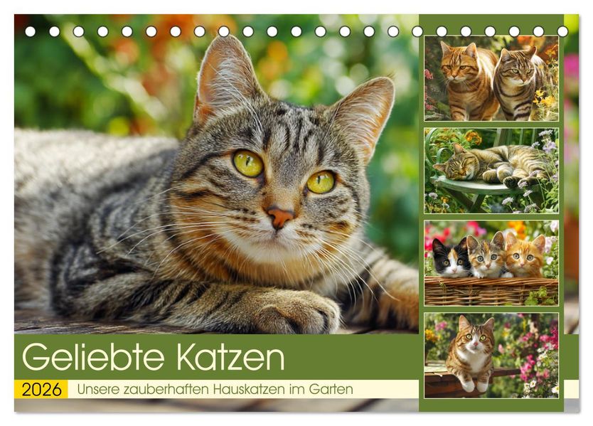 Geliebte Katzen. Unsere zauberhaften Hauskatzen im Garten (Tischkalender 2026 DIN A5 quer) CALVENDO Monatskalender