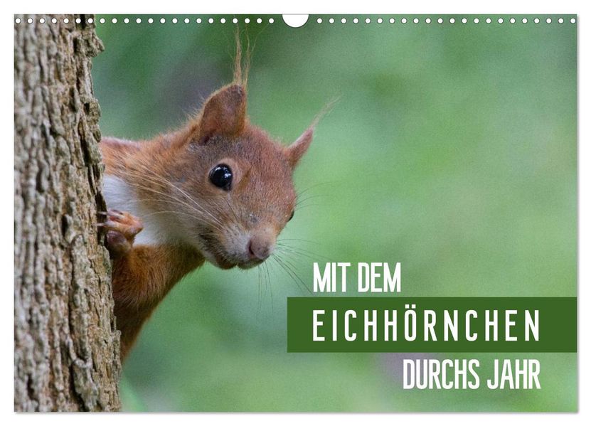 Mit dem Eichhörnchen durchs Jahr (Wandkalender 2026 DIN A3 quer) CALVENDO Monatskalender