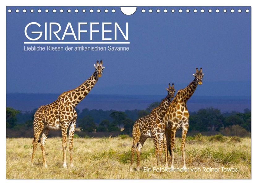 GIRAFFEN - Liebliche Riesen der afrikanischen Savanne (Wandkalender 2026 DIN A4 quer) CALVENDO Monatskalender