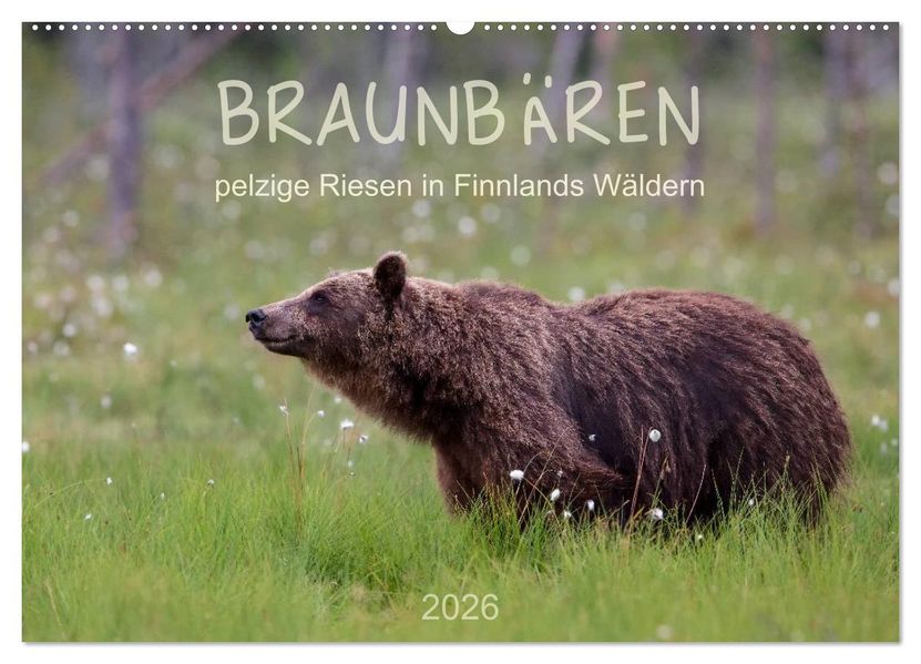 Braunbären - pelzige Riesen in Finnlands Wäldern (Wandkalender 2026 DIN A2 quer) CALVENDO Monatskalender