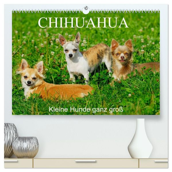 Chihuahua - Kleine Hunde ganz groß (hochwertiger Premium Wandkalender 2026 DIN A2 quer) Kunstdruck in Hochglanz