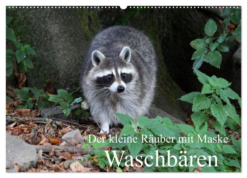 Der kleine Räuber mit Maske - Waschbären (Wandkalender 2026 DIN A2 quer) CALVENDO Monatskalender