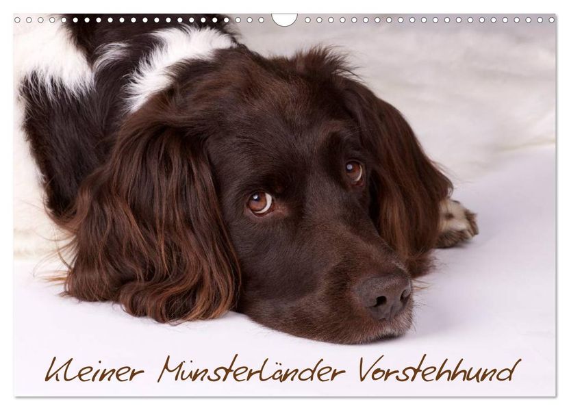 Kleiner Münsterländer Vorstehhund (Wandkalender 2026 DIN A3 quer) CALVENDO Monatskalender
