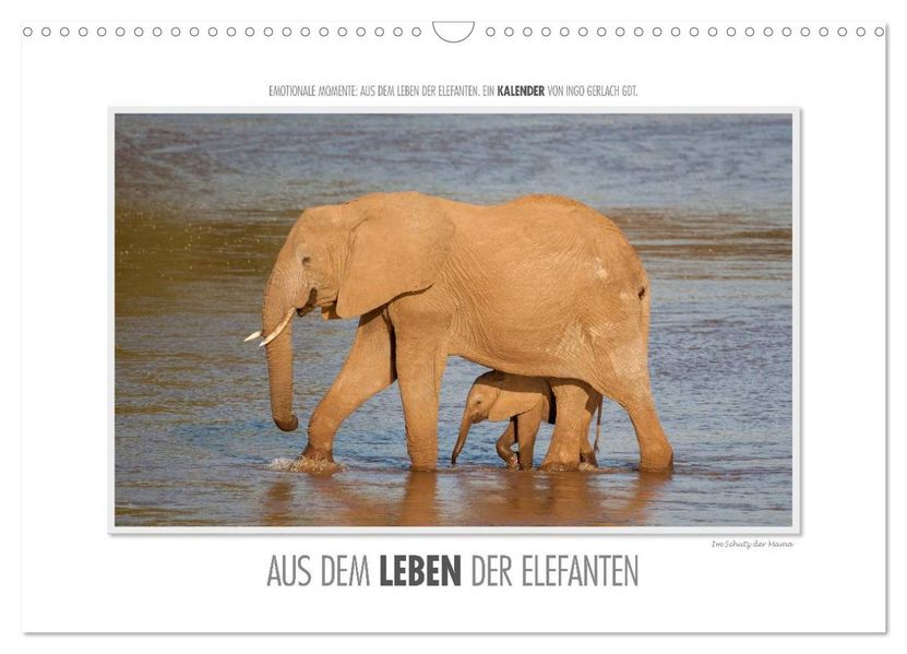 Emotionale Momente: Aus dem Leben der Elefanten. / CH-Version (Wandkalender 2026 DIN A3 quer) CALVENDO Monatskalender