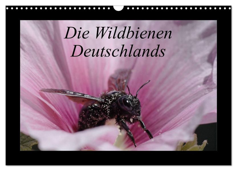 Die Wildbienen Deutschlands (Wandkalender 2026 DIN A3 quer) CALVENDO Monatskalender