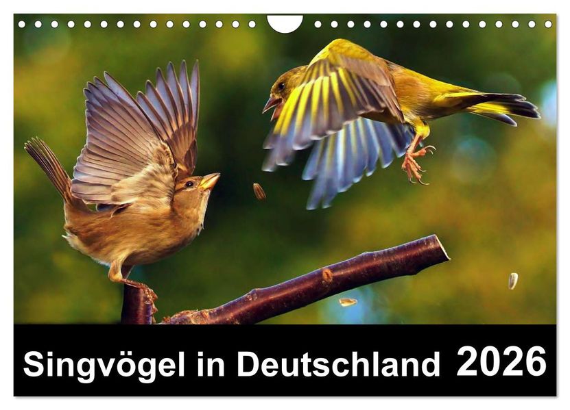 Singvögel in Deutschland (Wandkalender 2026 DIN A4 quer) CALVENDO Monatskalender