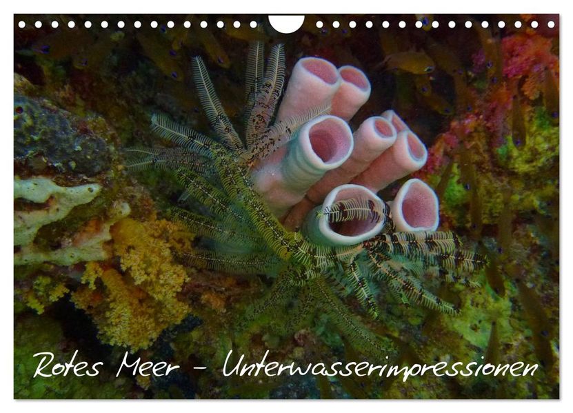 Rotes Meer - Unterwasserimpressionen (Wandkalender 2026 DIN A4 quer) CALVENDO Monatskalender