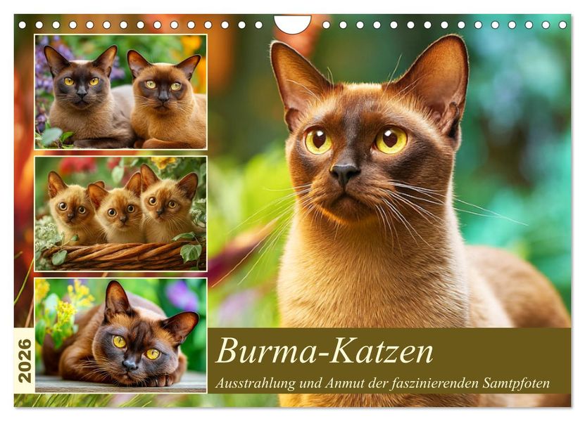 Burma-Katzen. Ausstrahlung und Anmut der faszinierenden Samtpfoten (Wandkalender 2026 DIN A4 quer) CALVENDO Monatskalender