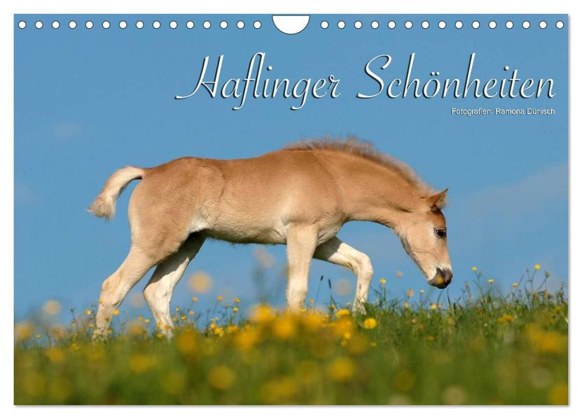 Haflinger Schönheiten (Wandkalender 2026 DIN A4 quer) CALVENDO Monatskalender