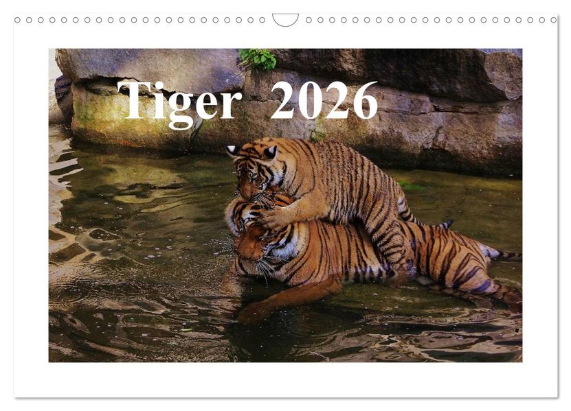 Tiger 2026 (Wandkalender 2026 DIN A3 quer) CALVENDO Monatskalender
