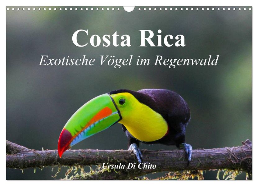 Costa Rica - Exotische Vögel im Regenwald (Wandkalender 2026 DIN A3 quer) CALVENDO Monatskalender