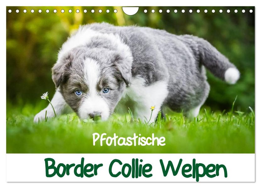 Pfotastische Border Collie Welpen (Wandkalender 2026 DIN A4 quer) CALVENDO Monatskalender