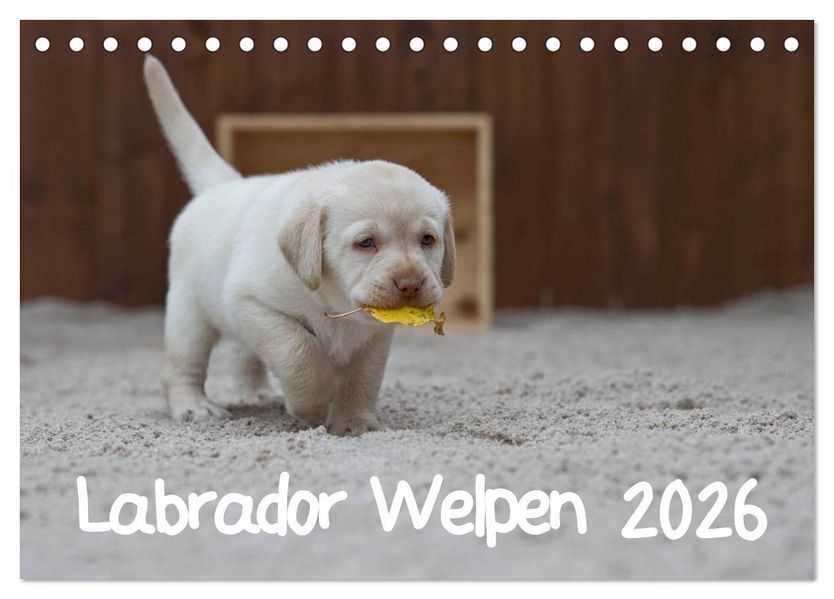 Labrador Welpen (Tischkalender 2026 DIN A5 quer) CALVENDO Monatskalender
