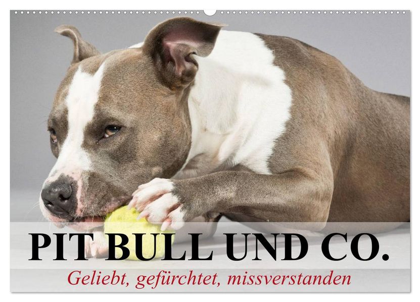 Pit Bull und Co. - Geliebt gefürchtet missverstanden (Wandkalender 2026 DIN A2 quer) CALVENDO Monatskalender