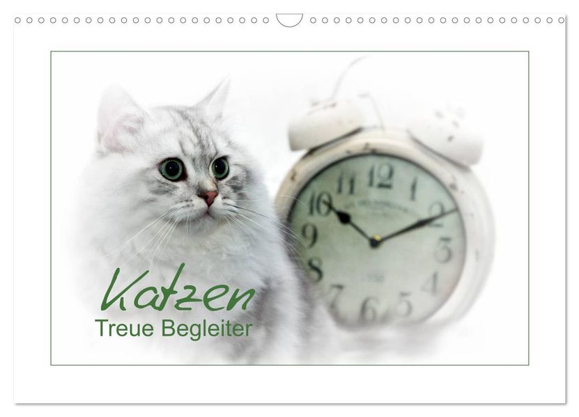 Katzen - Treue Begleiter (CH - Version) (Wandkalender 2026 DIN A3 quer) CALVENDO Monatskalender