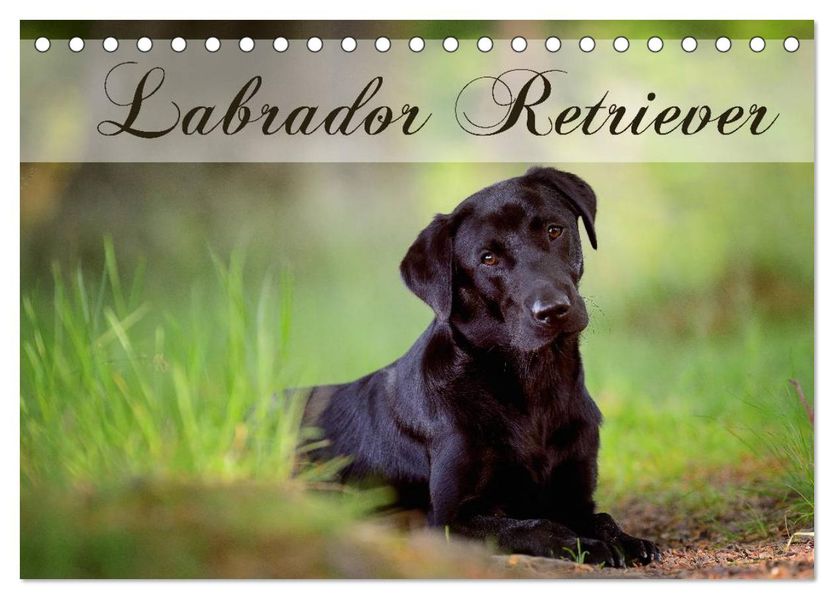 Labrador Retriever (Tischkalender 2026 DIN A5 quer) CALVENDO Monatskalender