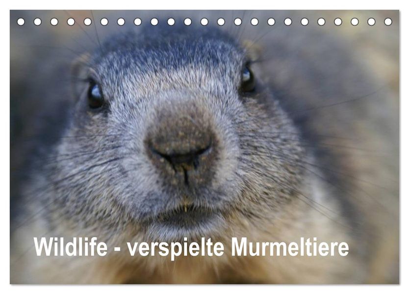 Wildlife - Verspielte Murmeltiere (Tischkalender 2026 DIN A5 quer) CALVENDO Monatskalender