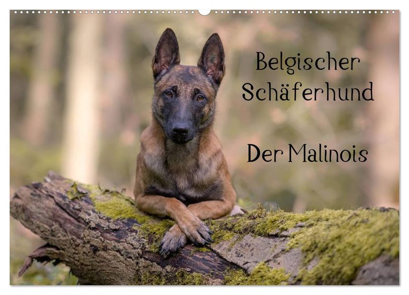 Belgischer Schäferhund - Der Malinois (Wandkalender 2026 DIN A2 quer) CALVENDO Monatskalender
