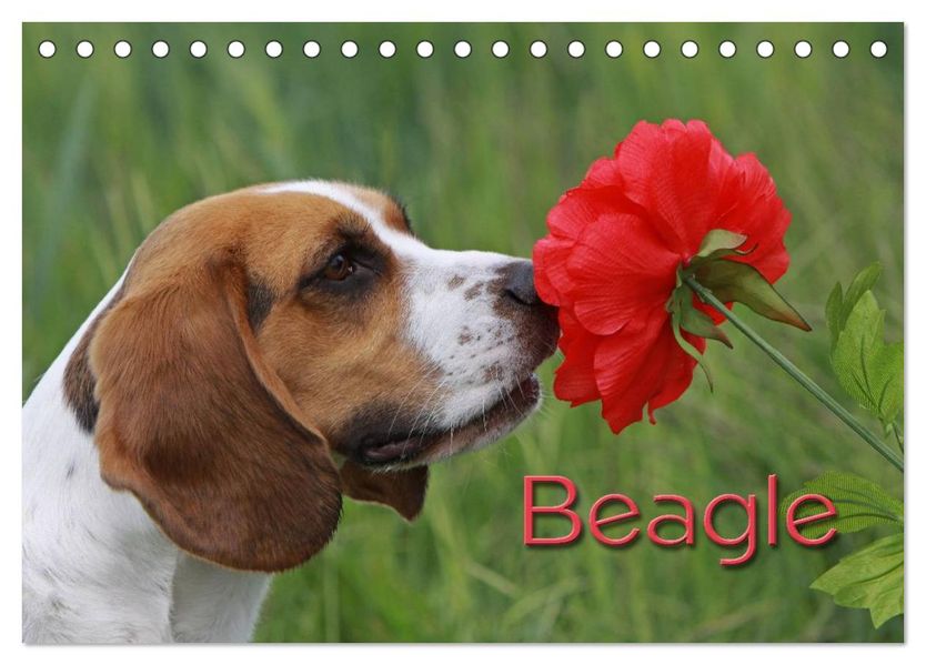 Beagle (Tischkalender 2026 DIN A5 quer) CALVENDO Monatskalender