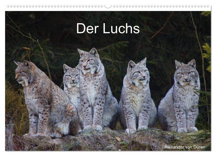 Der Luchs (Wandkalender 2026 DIN A2 quer) CALVENDO Monatskalender