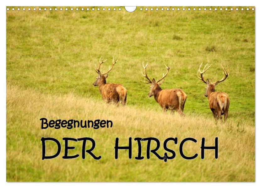 Begegnungen. DER HIRSCH (Wandkalender 2026 DIN A3 quer) CALVENDO Monatskalender