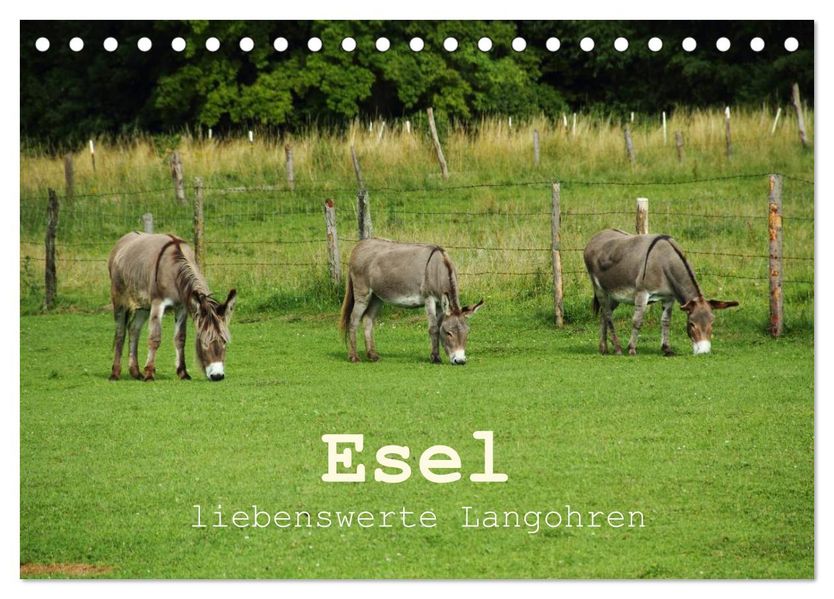 Esel - liebenswerte Langohren (Tischkalender 2026 DIN A5 quer) CALVENDO Monatskalender