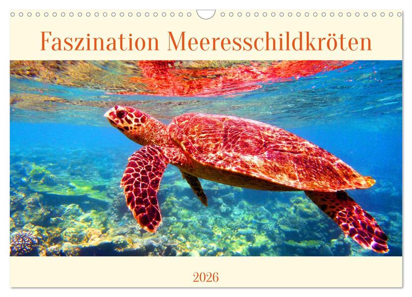Faszination Meeresschildkröten (Wandkalender 2026 DIN A3 quer) CALVENDO Monatskalender