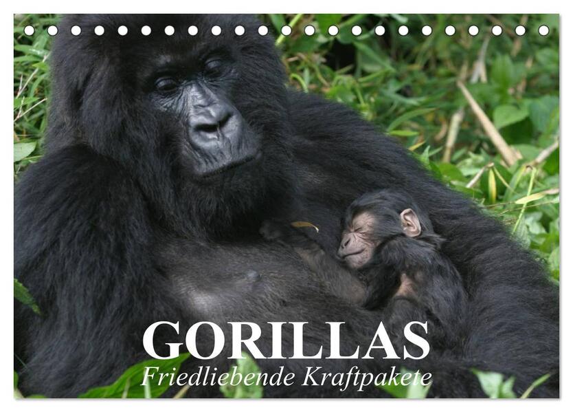 Gorillas. Friedliebende Kraftpakete (Tischkalender 2026 DIN A5 quer) CALVENDO Monatskalender