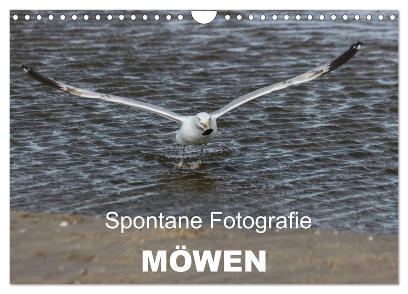 Spontane Fotografie - Möwen (Wandkalender 2026 DIN A4 quer) CALVENDO Monatskalender