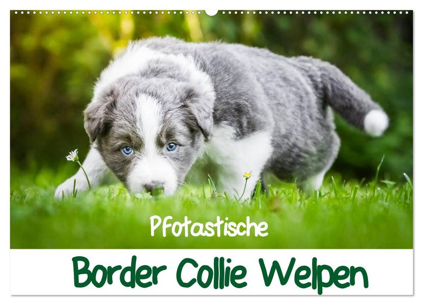 Pfotastische Border Collie Welpen (Wandkalender 2026 DIN A2 quer) CALVENDO Monatskalender
