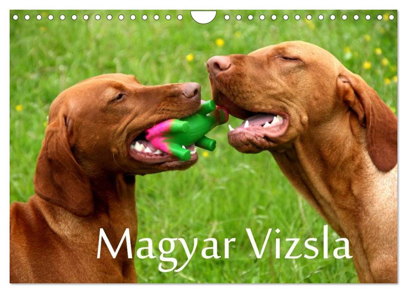 Magyar Vizsla (Wandkalender 2026 DIN A4 quer) CALVENDO Monatskalender