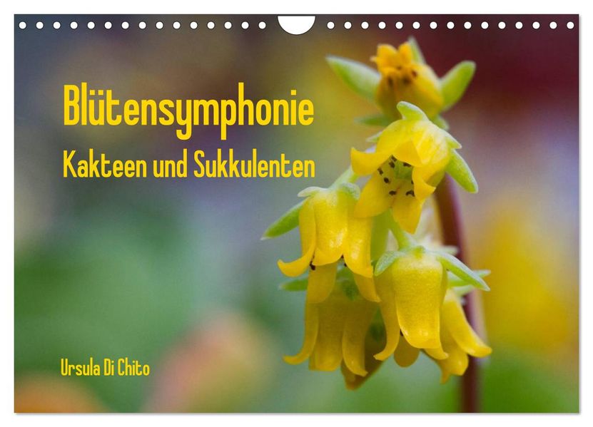 Blütensymphonie - Kakteen und Sukkulenten (Wandkalender 2026 DIN A4 quer) CALVENDO Monatskalender