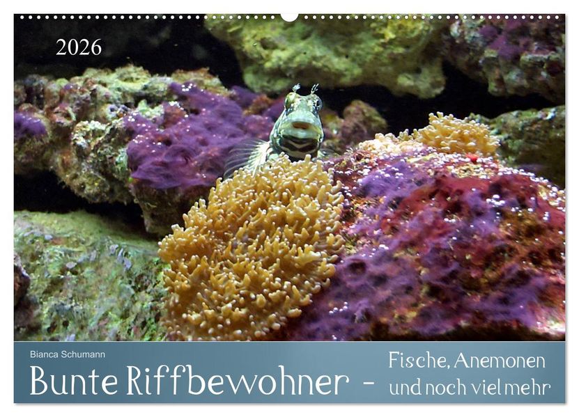 Bunte Riffbewohner - Fische Anemonen und noch viel mehr (Wandkalender 2026 DIN A2 quer) CALVENDO Monatskalender