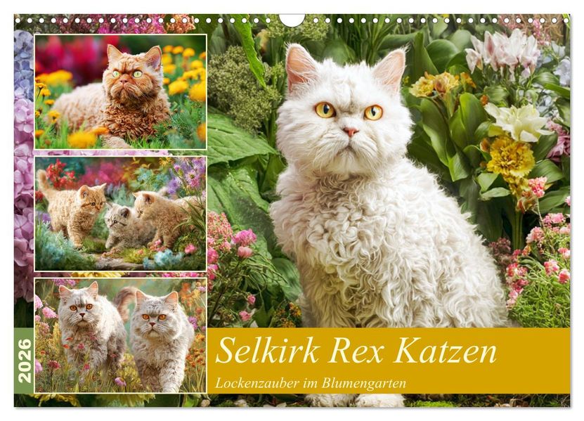 Selkirk Rex Katzen. Lockenzauber im Blumengarten (Wandkalender 2026 DIN A3 quer) CALVENDO Monatskalender
