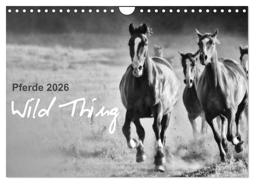 Pferde 2026 Wild Thing (Wandkalender 2026 DIN A4 quer) CALVENDO Monatskalender