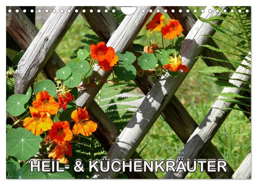 Heil- und Küchenkräuter (Wandkalender 2026 DIN A4 quer) CALVENDO Monatskalender