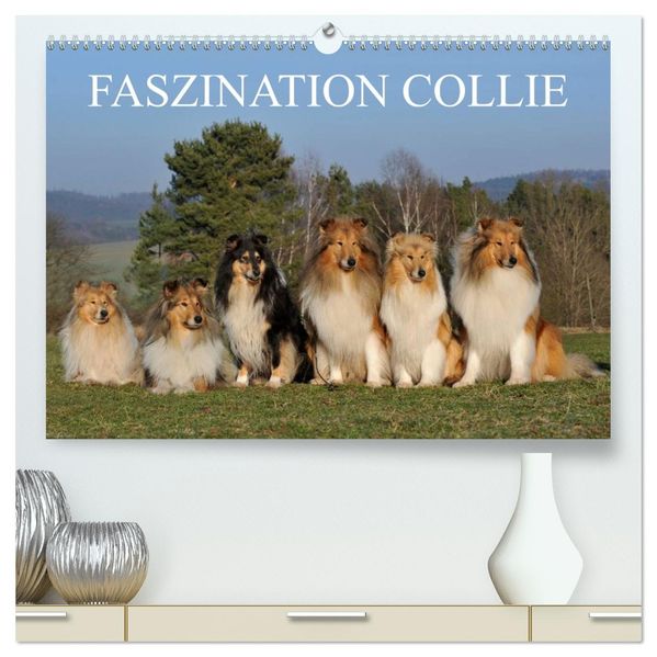 Faszination Collie 2026 (hochwertiger Premium Wandkalender 2026 DIN A2 quer) Kunstdruck in Hochglanz