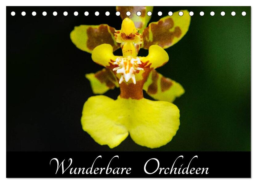Wunderbare Orchideen (Tischkalender 2026 DIN A5 quer) CALVENDO Monatskalender